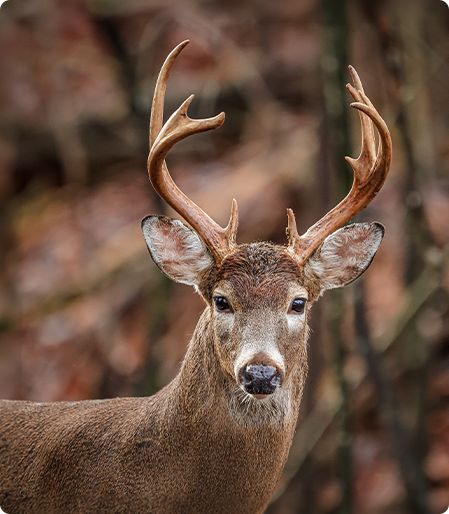 White Tail Deer Hunts